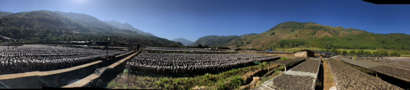 发泡专用云南梁河冬木耳（高山中喝山泉水的黑木耳，发泡率16