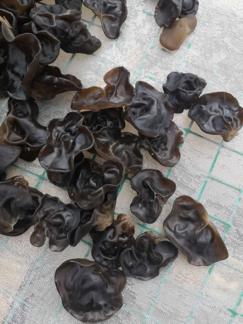 发泡专用云南梁河冬木耳（高山中喝山泉水的黑木耳，发泡率16