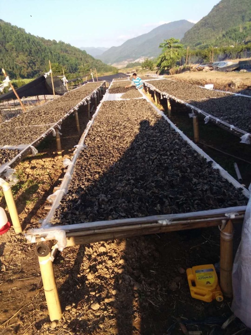 发泡专用云南梁河冬木耳（高山中喝山泉水的黑木耳，发泡率16
