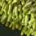 台湾肉丝瓜大棚种植、货源稳定、社区团购商超