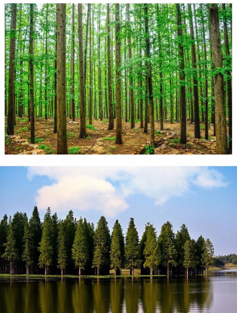新采杉木种子生长快行道树刺杉红心杉速生云南杉木苗杉树种子