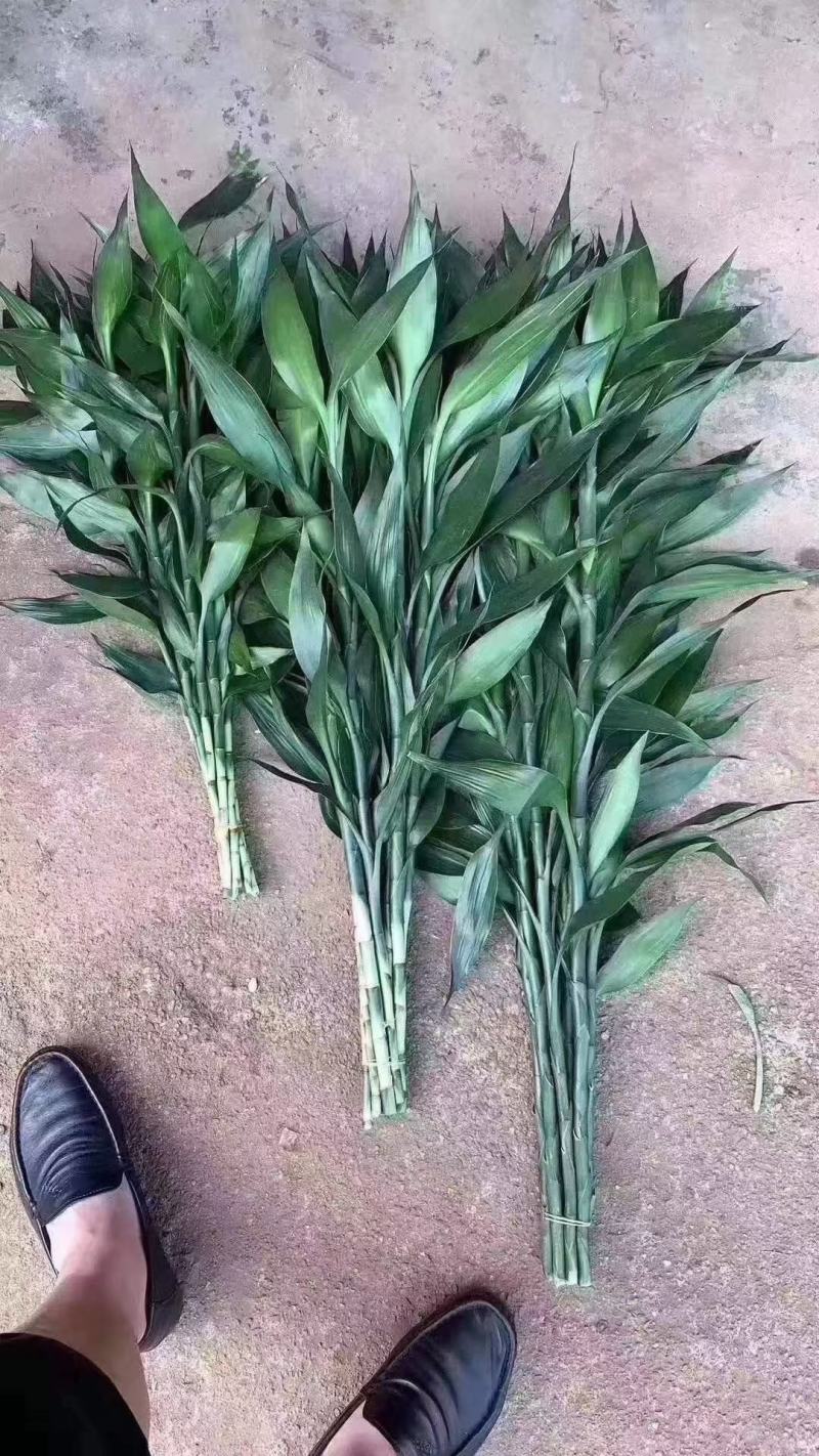 低价量大富贵竹火火火