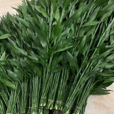 低价量大富贵竹火火火
