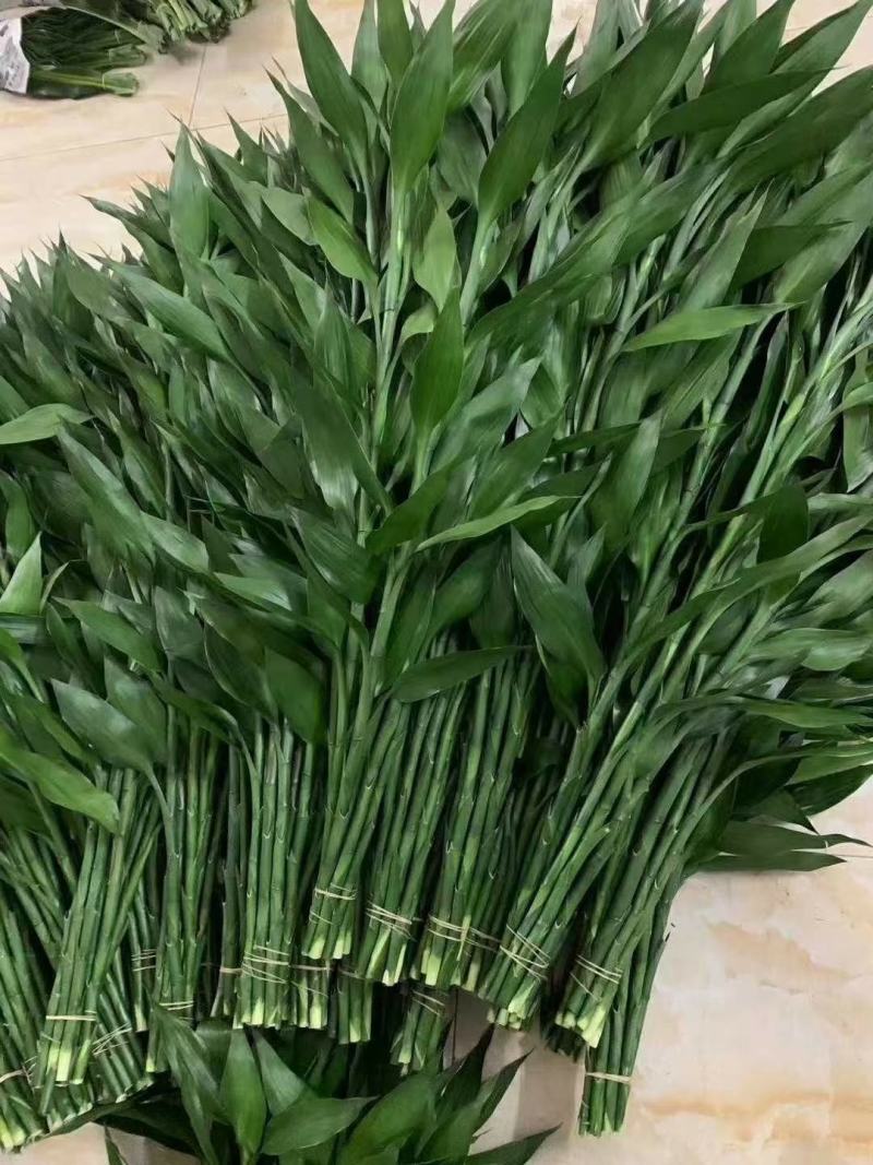 低价量大富贵竹火火火