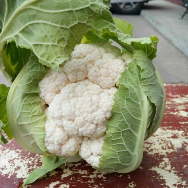 精品白花菜，散花都要有个头均匀，花面白净，叶子小货量巨大