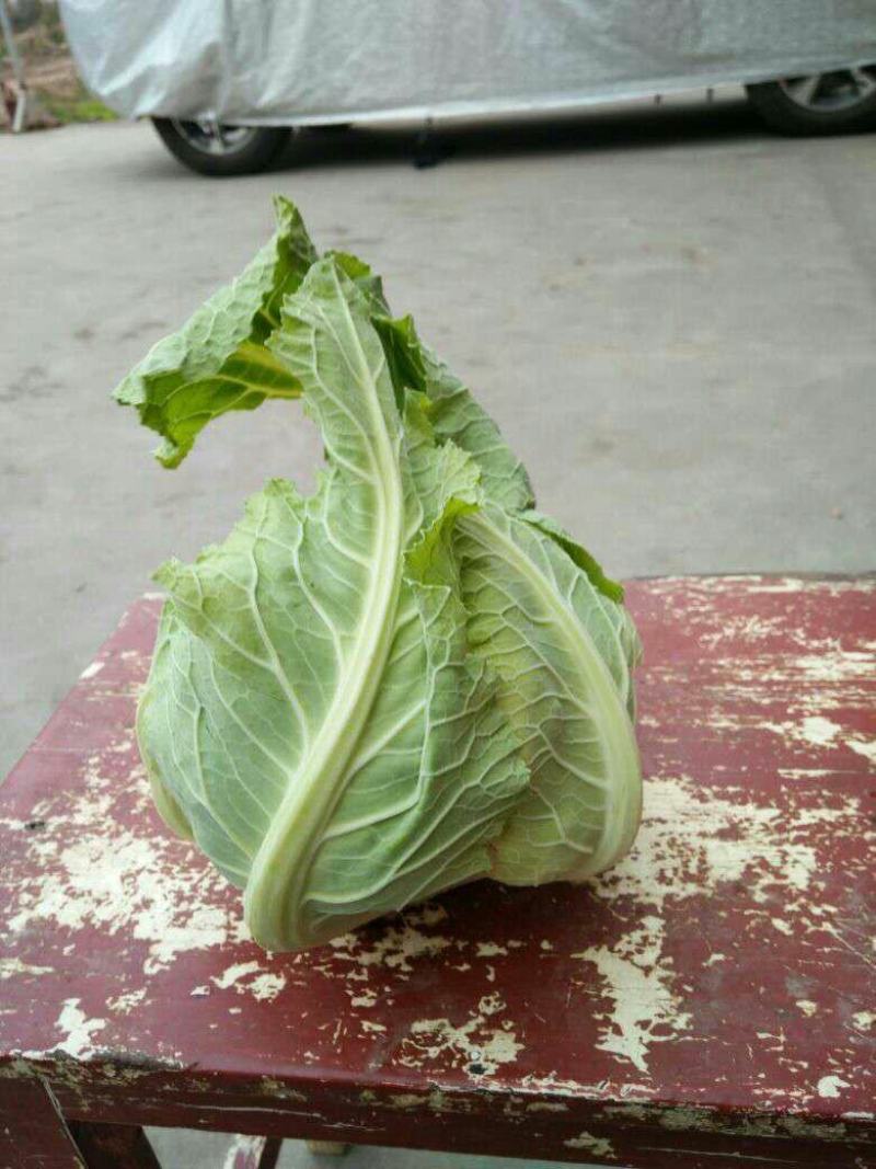 精品白花菜，散花都要有个头均匀，花面白净，叶子小货量巨大