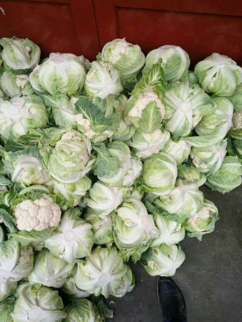 精品白花菜，散花都要有个头均匀，花面白净，叶子小货量巨大
