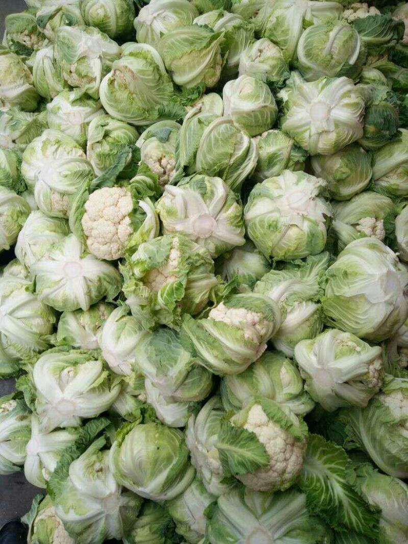 精品白花菜，散花都要有个头均匀，花面白净，叶子小货量巨大