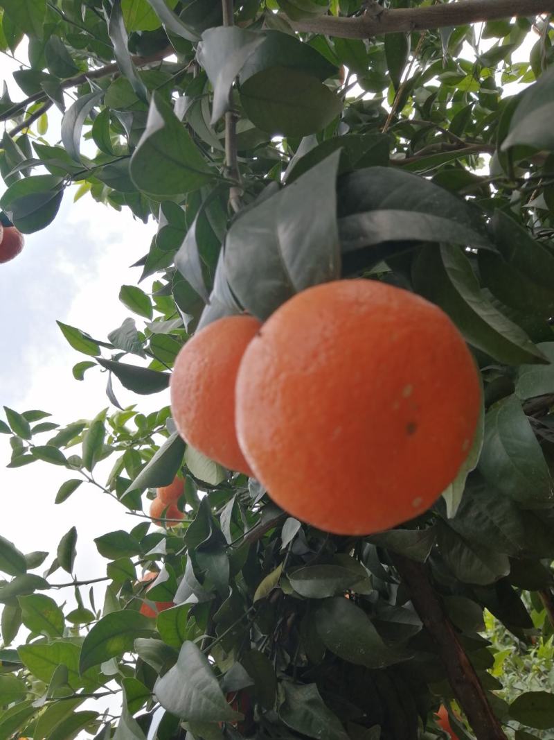 云南沃柑糖度高水分足货源充足诚信经营欢迎咨询