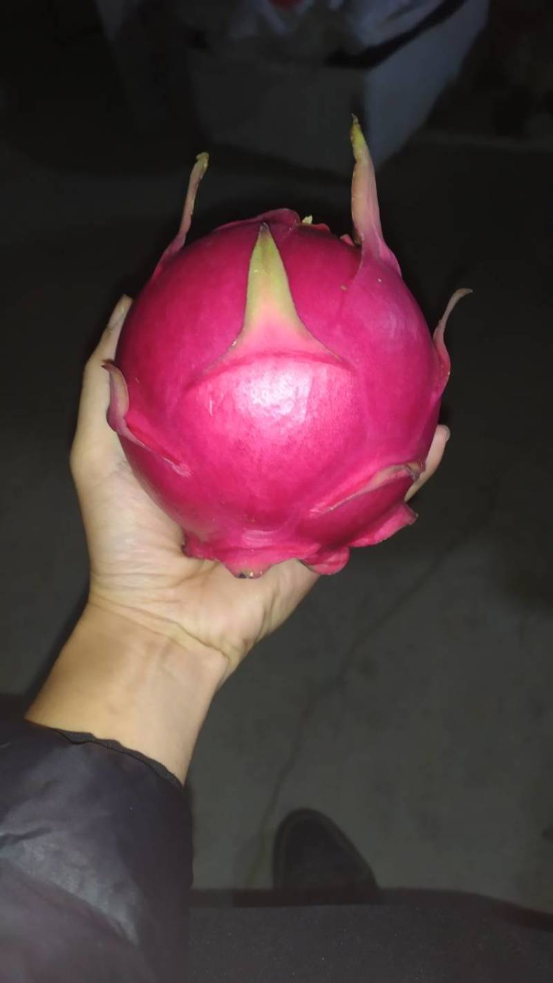 蜜玄龙原枝种苗蜜玄龙种苗35-45公分甜度24左右包活包
