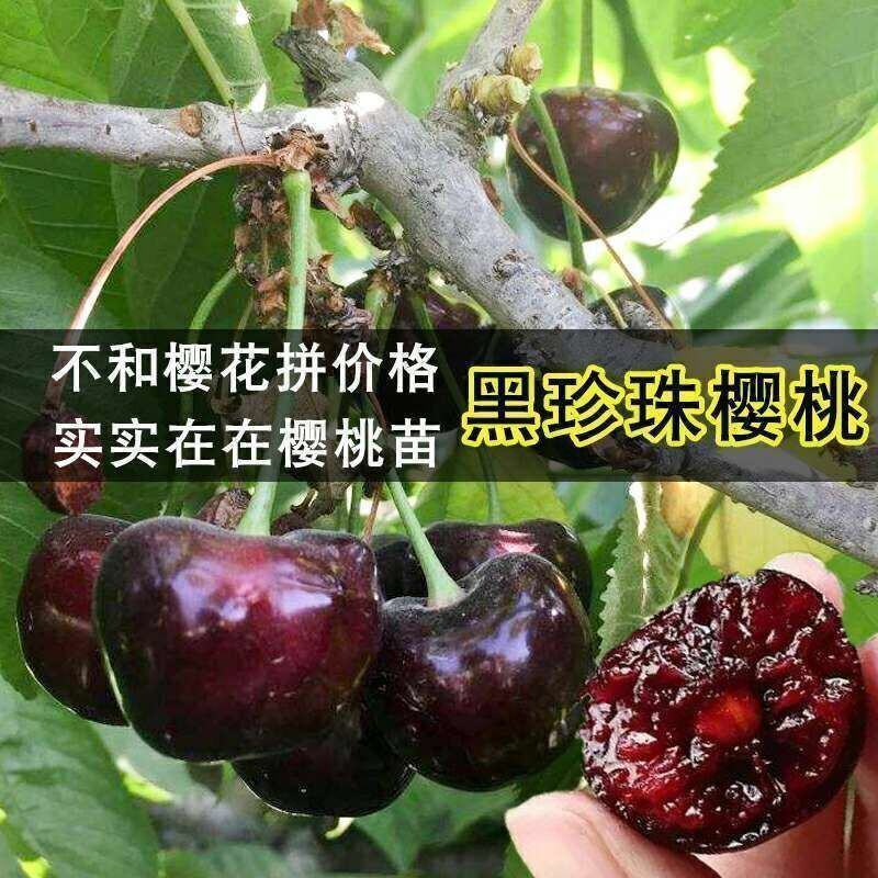 樱桃树苗正宗黑玫瑰樱桃树巴西樱桃嫁接苗广西灵山带土带叶发