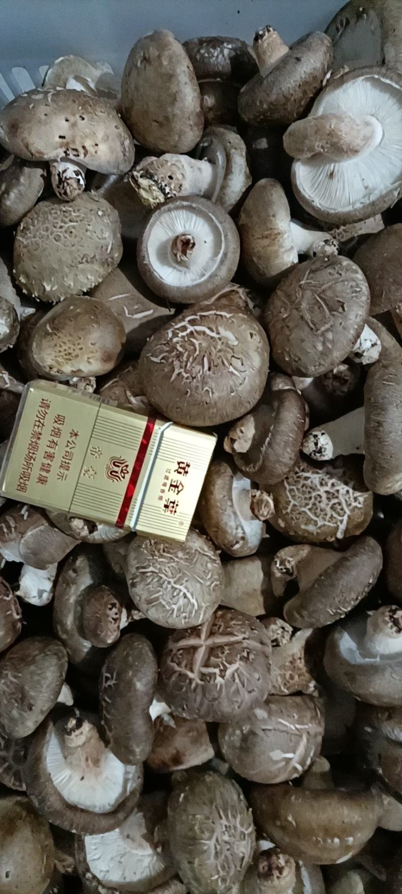 泌阳县花菇，保鲜菇批发
