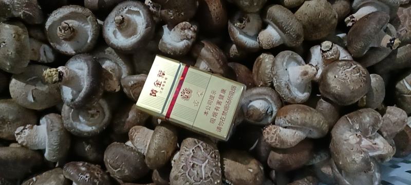 泌阳县花菇，保鲜菇批发