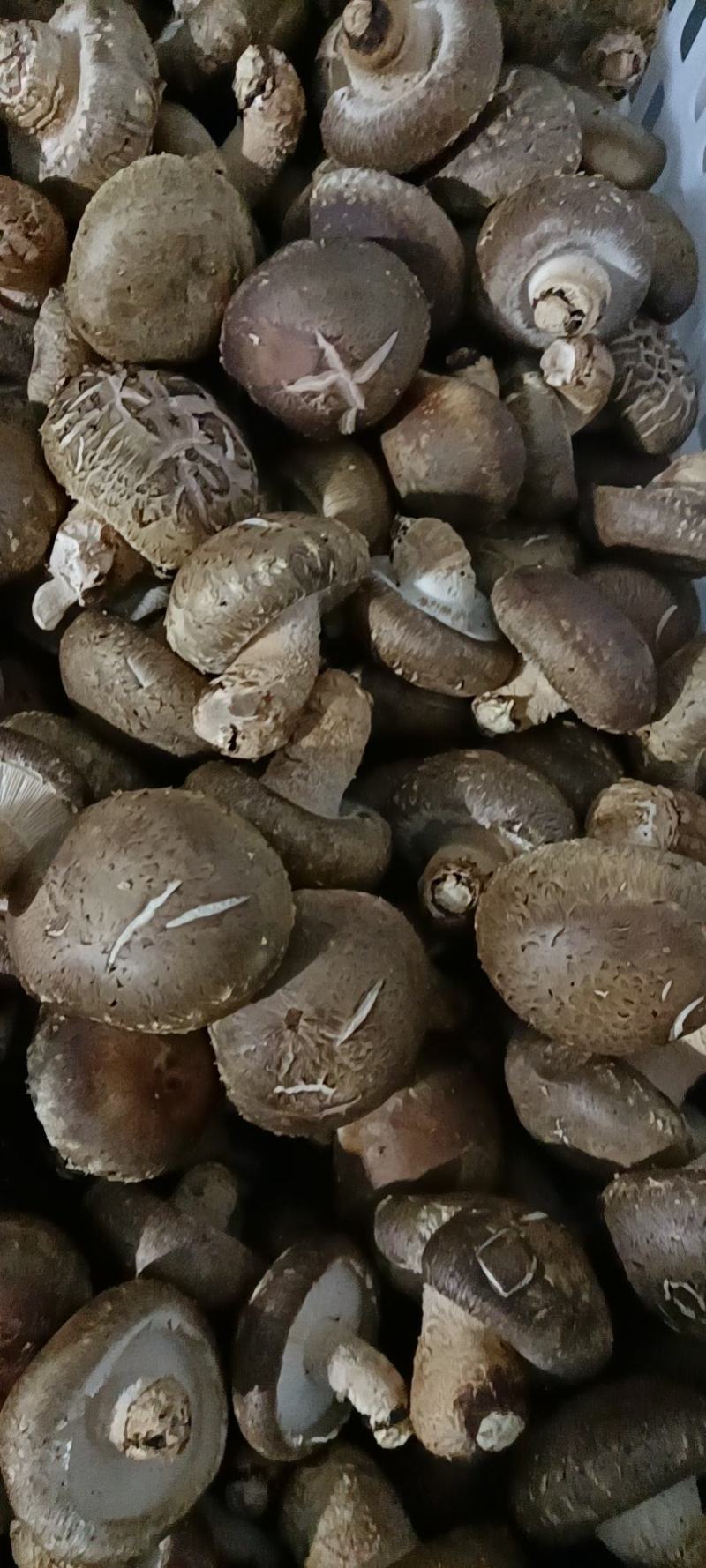 泌阳县花菇，保鲜菇批发