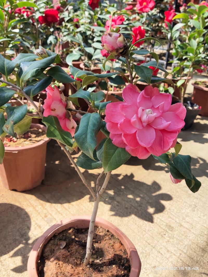 佛山市南海区云木茶花园