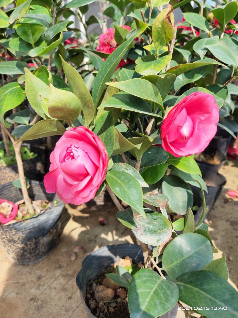 佛山市南海区云木茶花园