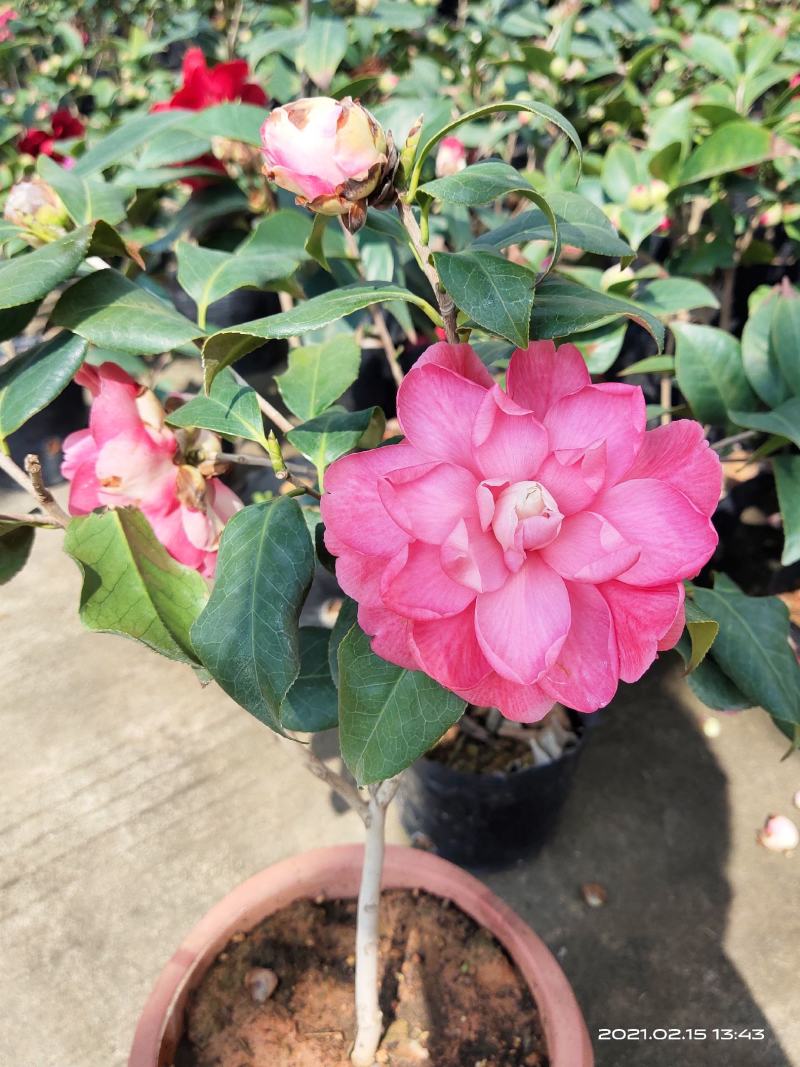 佛山市南海区云木茶花园
