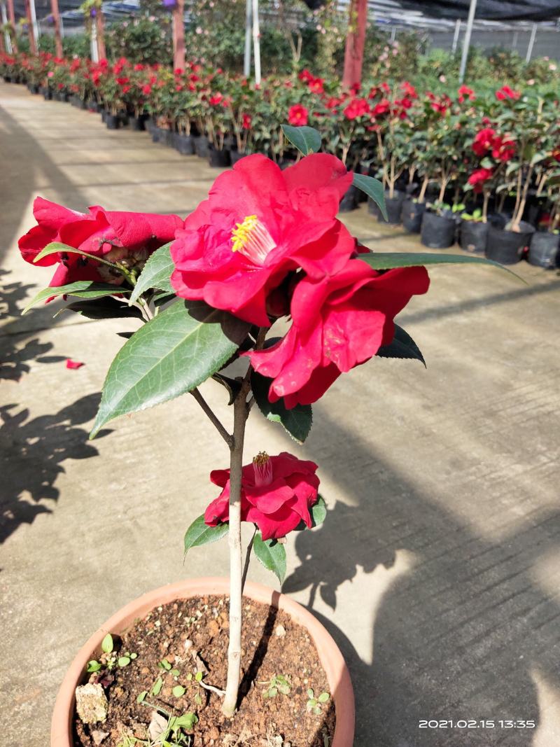 佛山市南海区云木茶花园