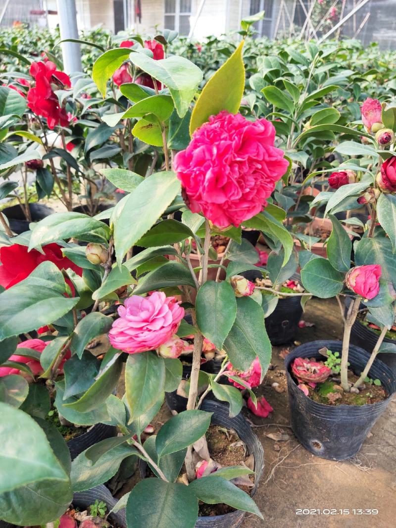 佛山市南海区云木茶花园