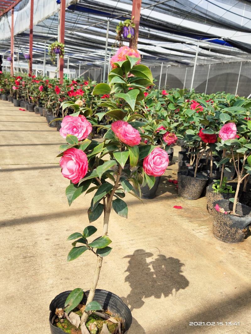 佛山市南海区云木茶花园