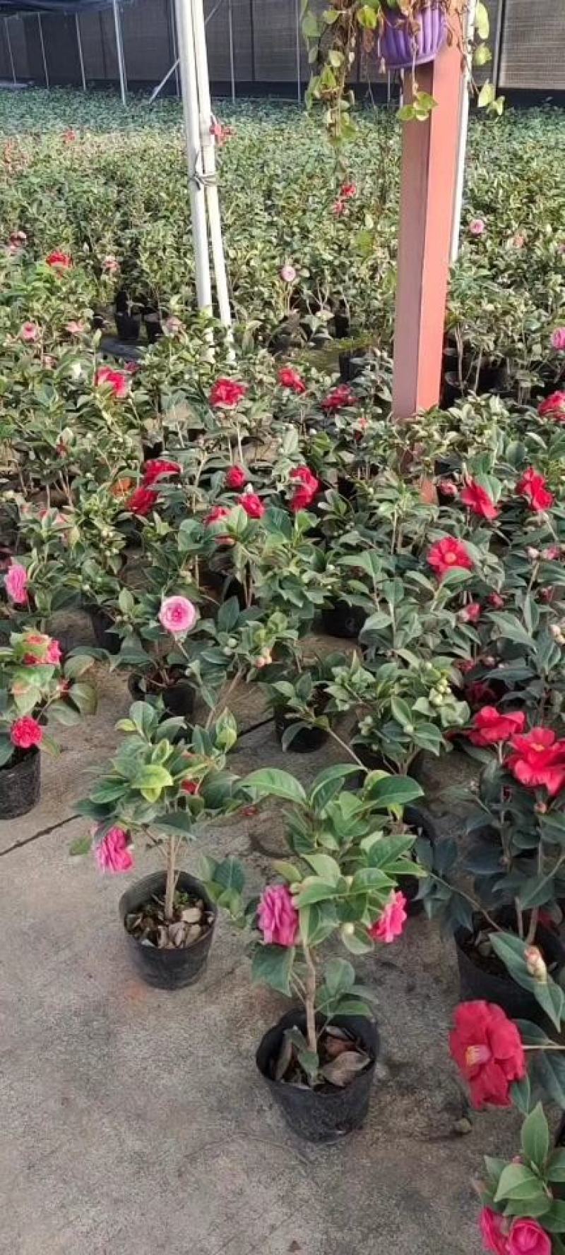 佛山市南海区云木茶花园