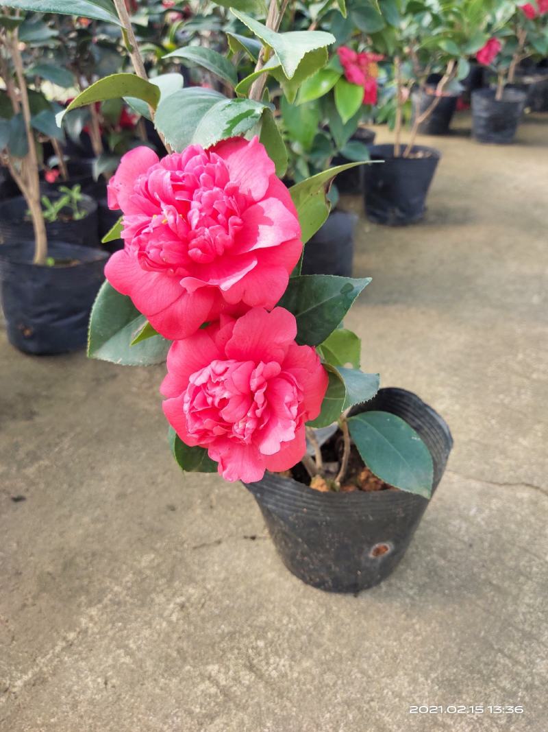 佛山市南海区云木茶花园