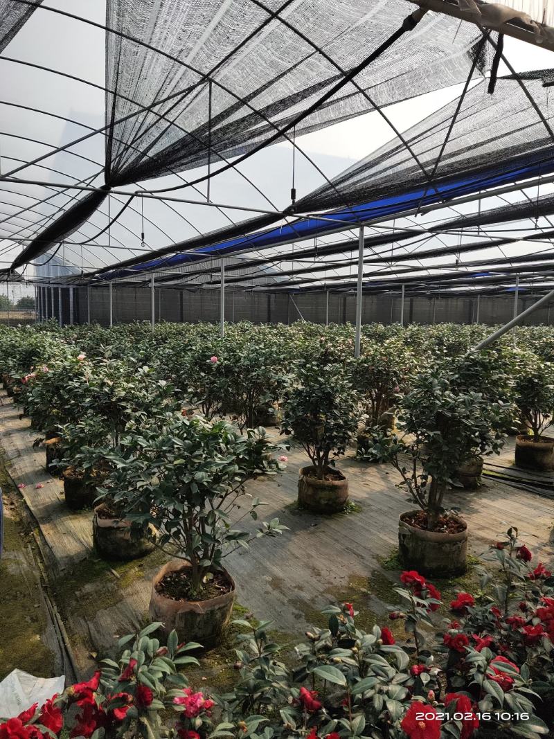 佛山市南海区云木茶花园