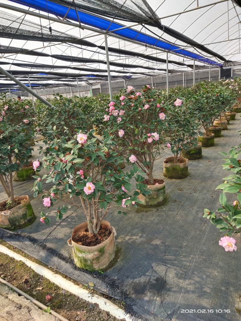 佛山市南海区云木茶花园