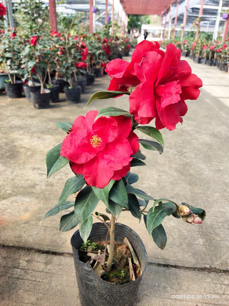 佛山市南海区云木茶花园