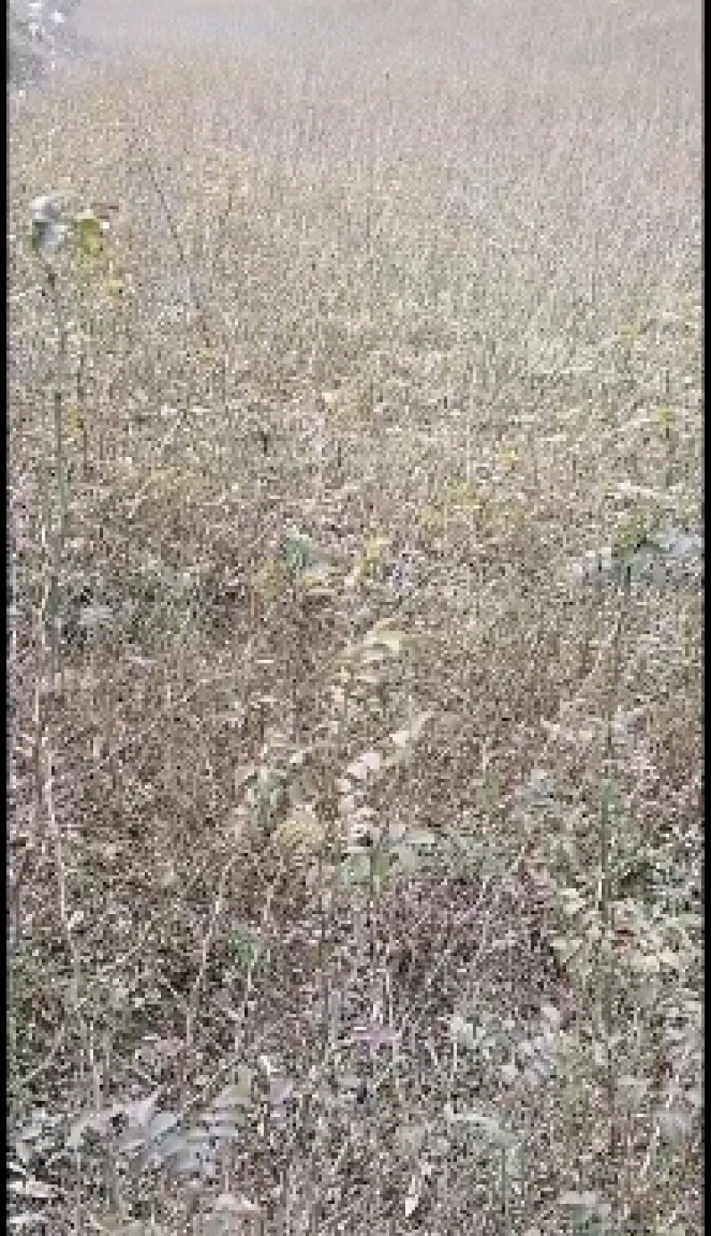 优质刺梨苗，果实大，成活率高，根系发达，有意者速联！