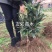大红袍枇杷苗白沙枇杷苗一年苗浙江台州嫁接苗