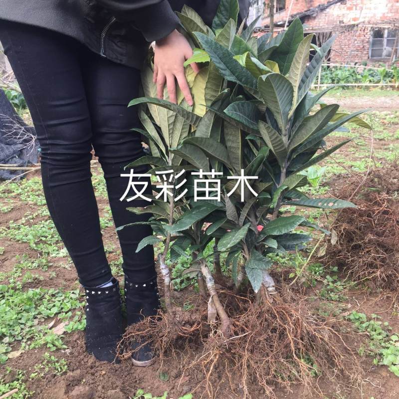 大红袍枇杷苗白沙枇杷苗一年苗浙江台州嫁接苗