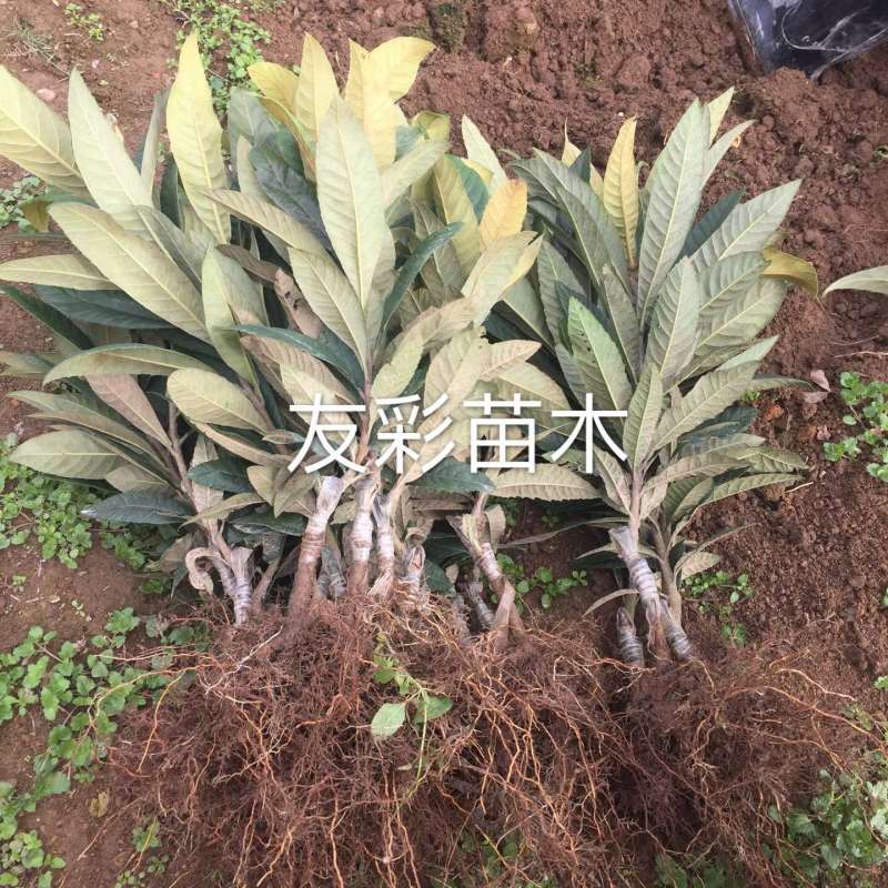 大红袍枇杷苗白沙枇杷苗一年苗浙江台州嫁接苗