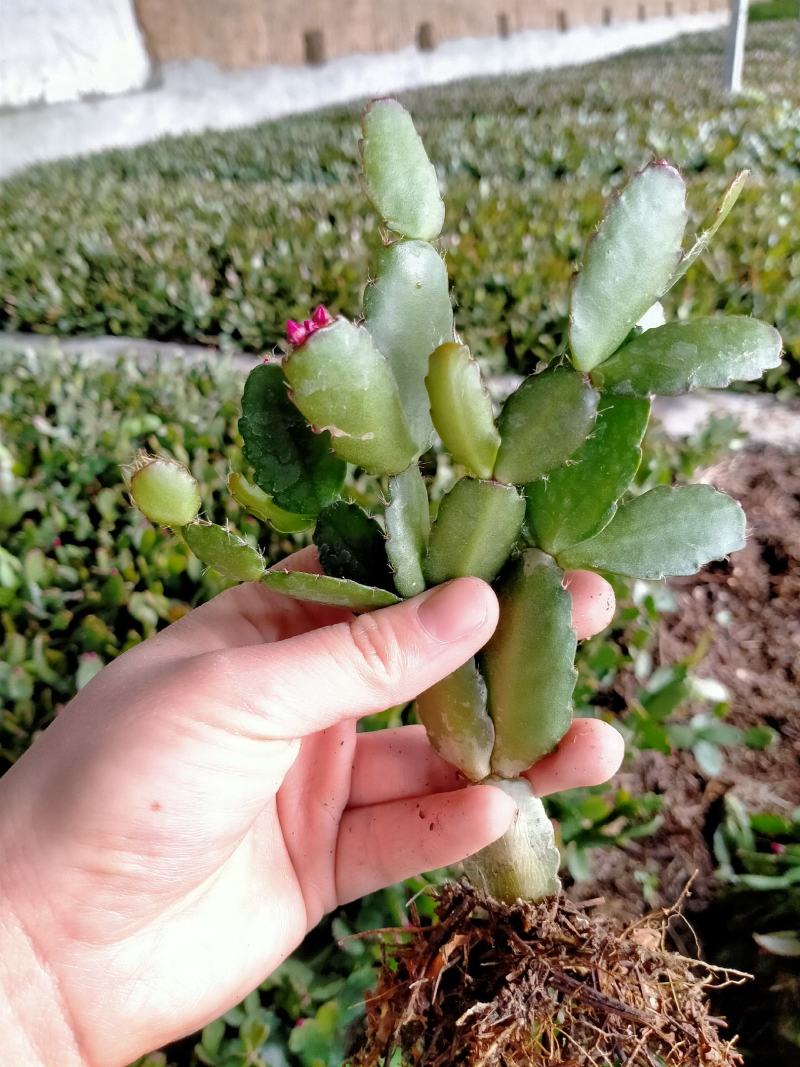 蟹爪兰蟹爪兰苗带根蟹抓兰仙人掌荷花室内绿植花卉大量现货
