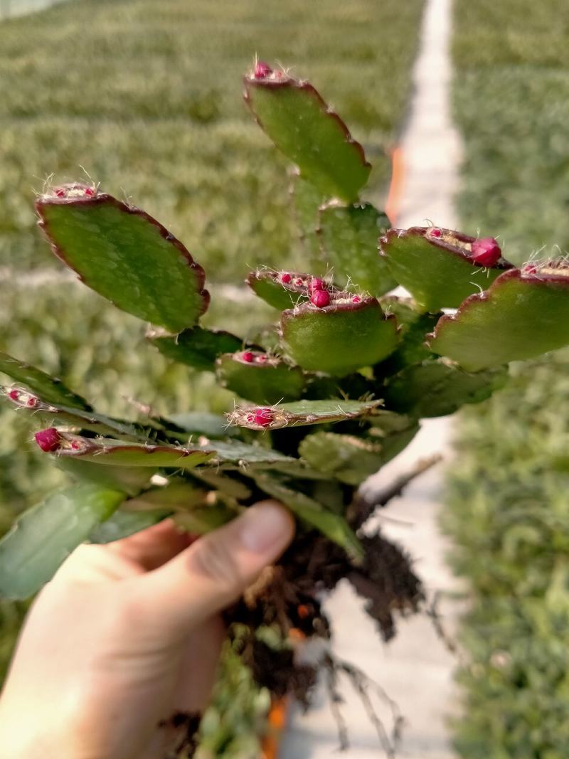蟹爪兰蟹爪兰苗带根蟹抓兰仙人掌荷花室内绿植花卉大量现货