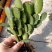 蟹爪兰蟹爪兰苗带根蟹抓兰仙人掌荷花室内绿植花卉大量现货