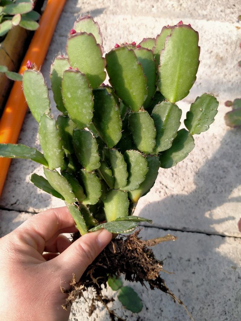 蟹爪兰蟹爪兰苗带根蟹抓兰仙人掌荷花室内绿植花卉大量现货