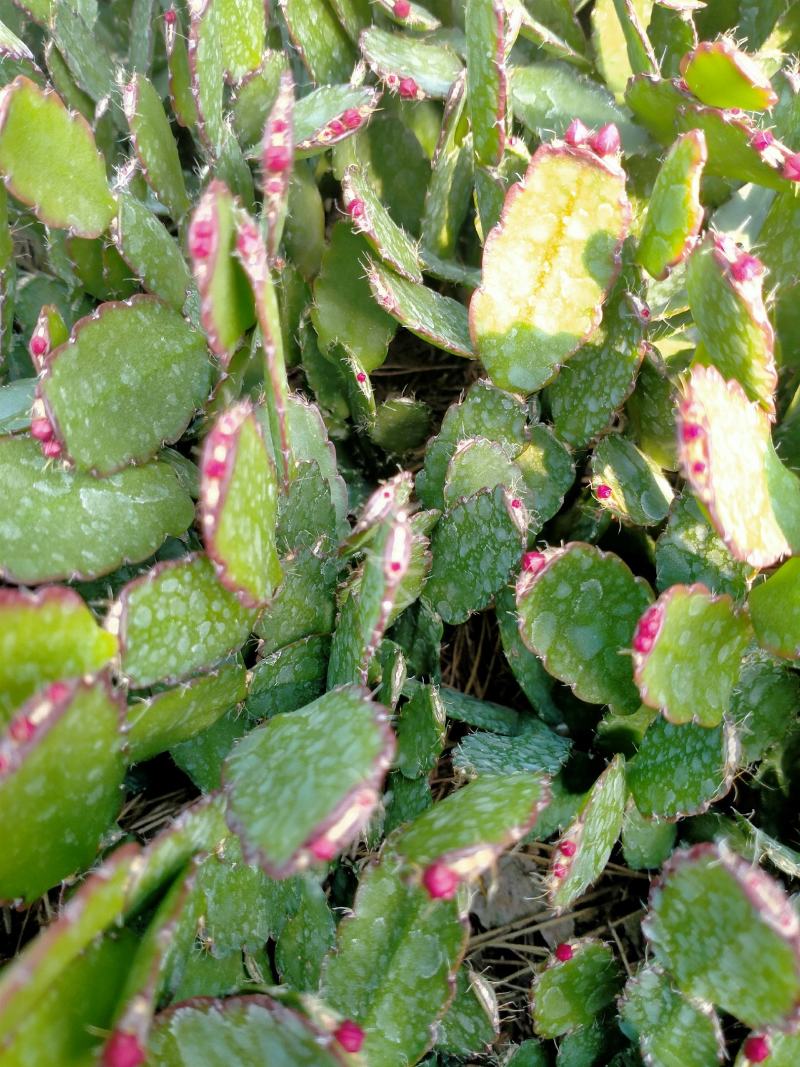 蟹爪兰蟹爪兰苗带根蟹抓兰仙人掌荷花室内绿植花卉大量现货