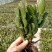 蟹爪兰蟹爪兰苗带根蟹抓兰仙人掌荷花室内绿植花卉大量现货