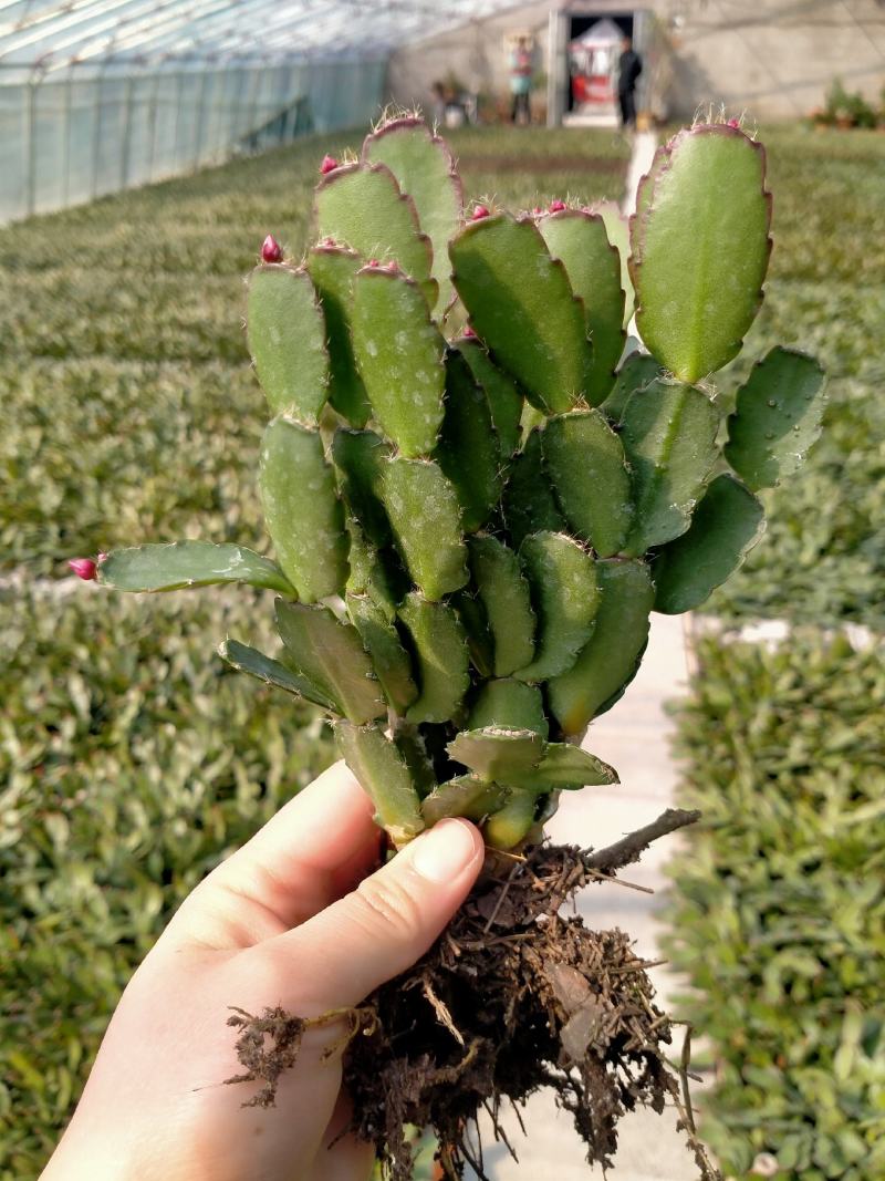 蟹爪兰蟹爪兰苗带根蟹抓兰仙人掌荷花室内绿植花卉大量现货