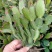 蟹爪兰蟹爪兰苗带根蟹抓兰仙人掌荷花室内绿植花卉大量现货