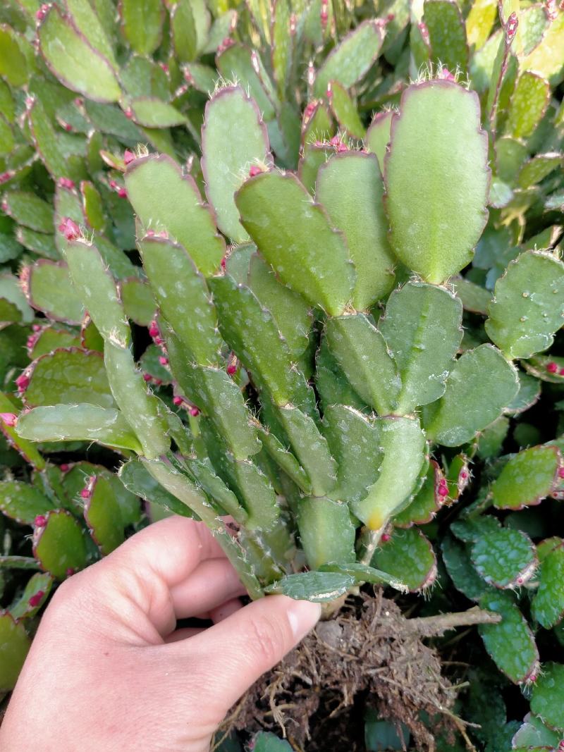 蟹爪兰蟹爪兰苗带根蟹抓兰仙人掌荷花室内绿植花卉大量现货