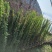 蔷薇花/藤本蔷薇绿化园林庭院观赏蔷薇基地直销