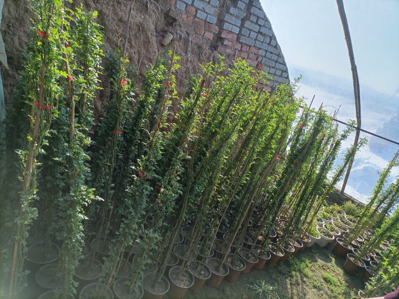 蔷薇花/藤本蔷薇绿化园林庭院观赏蔷薇基地直销