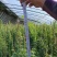 蔷薇花/藤本蔷薇绿化园林庭院观赏蔷薇基地直销