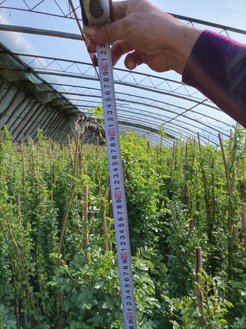 蔷薇花/藤本蔷薇绿化园林庭院观赏蔷薇基地直销
