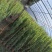 蔷薇花/藤本蔷薇绿化园林庭院观赏蔷薇基地直销