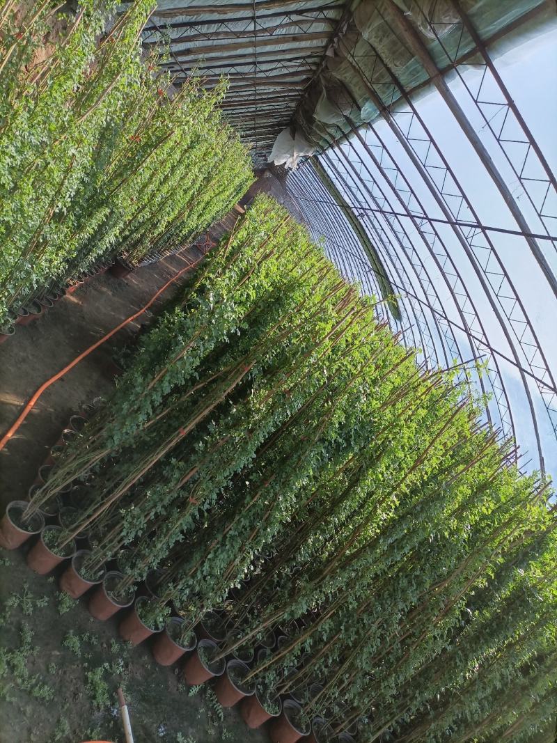 蔷薇花/藤本蔷薇绿化园林庭院观赏蔷薇基地直销