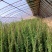 蔷薇花/藤本蔷薇绿化园林庭院观赏蔷薇基地直销
