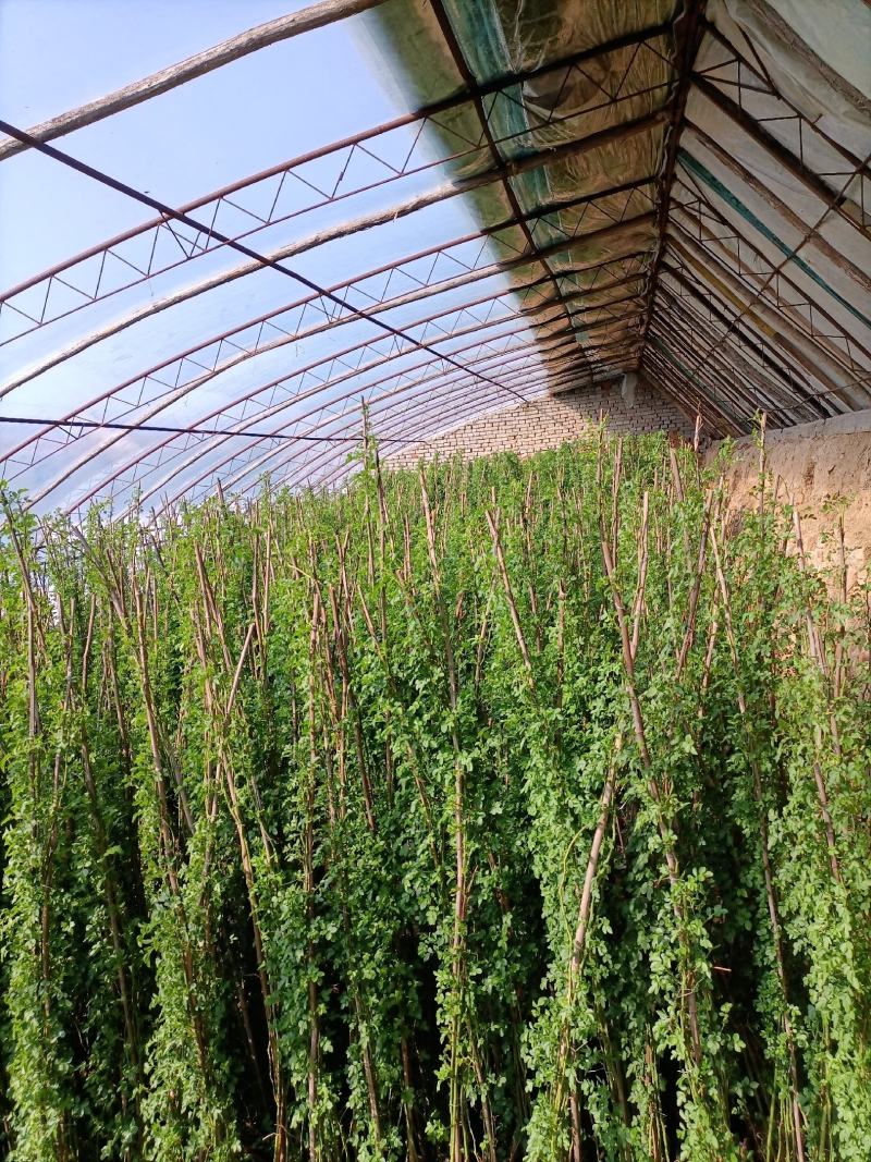 蔷薇花/藤本蔷薇绿化园林庭院观赏蔷薇基地直销